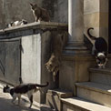 Buenos-Aires-Recoleta-Cemetery-Cats